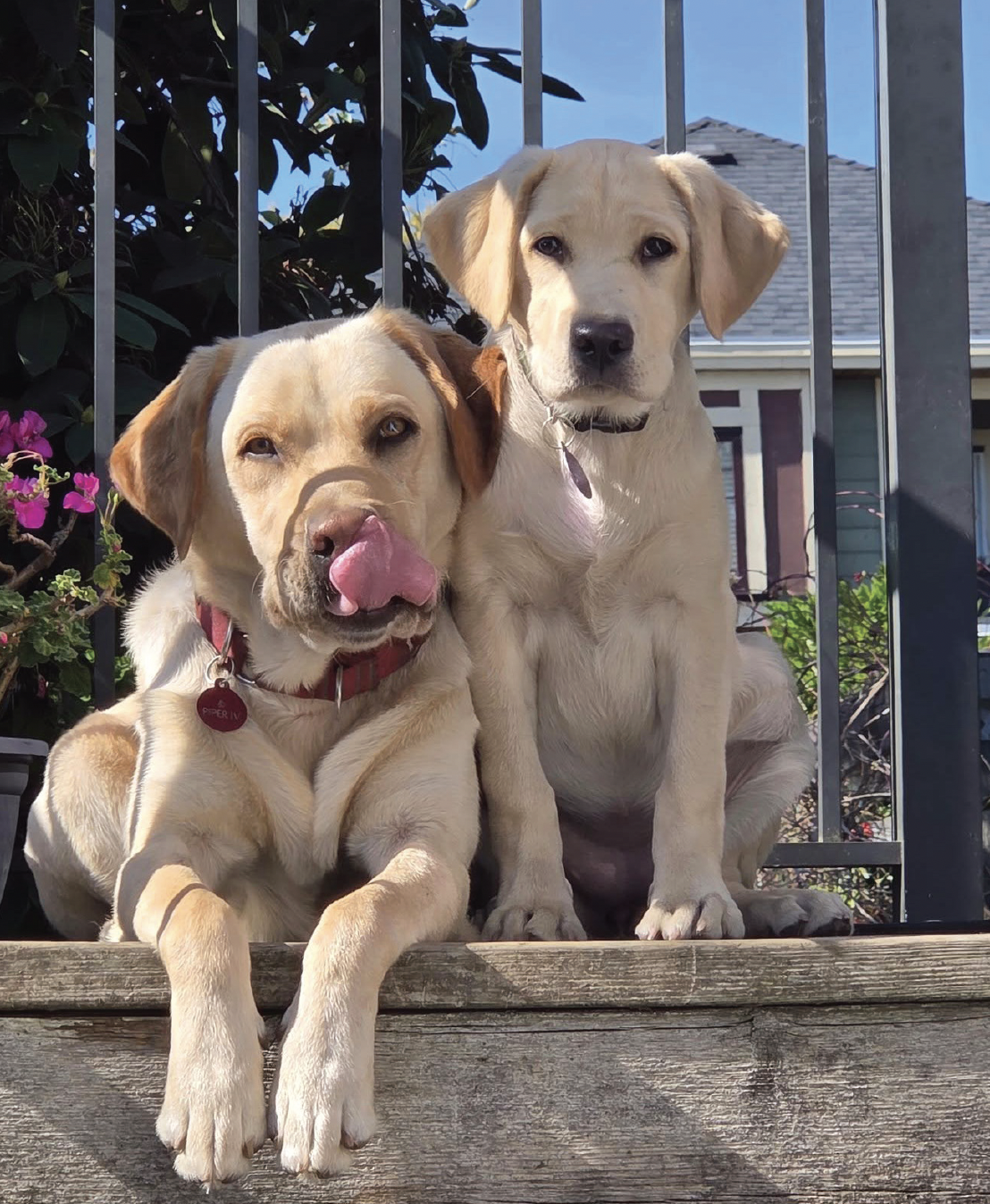 A black Lab in a yellow PADS vest looks back at the camera with her mouth slightly open, making it look like she is smiling.